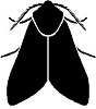 Moth's Avatar